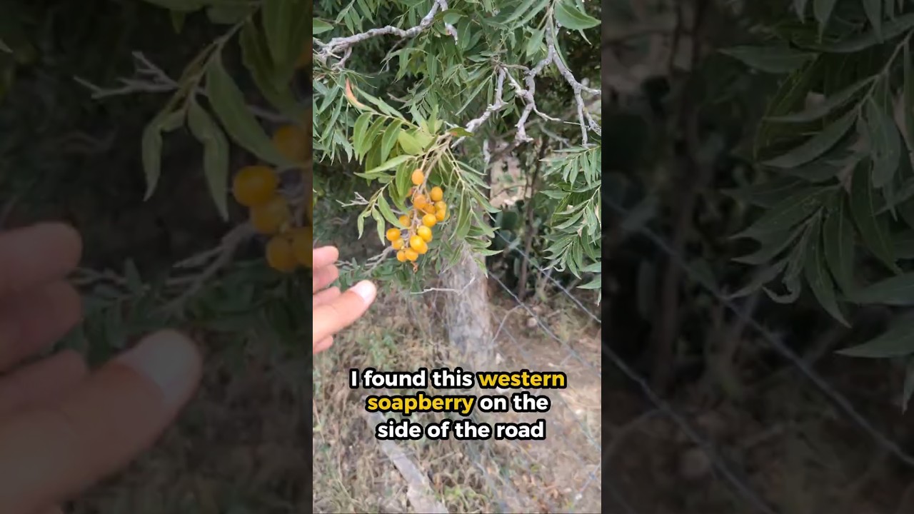 Western Soapberry (Sapindus drummondii: Sapindaceae) - Soap grows on trees?