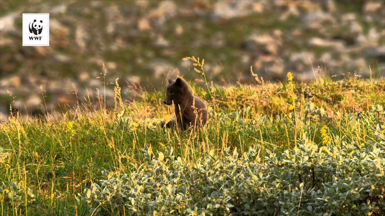 Vindelfj&auml;llen med Vindel&auml;lven - En Svensk p&auml;rla