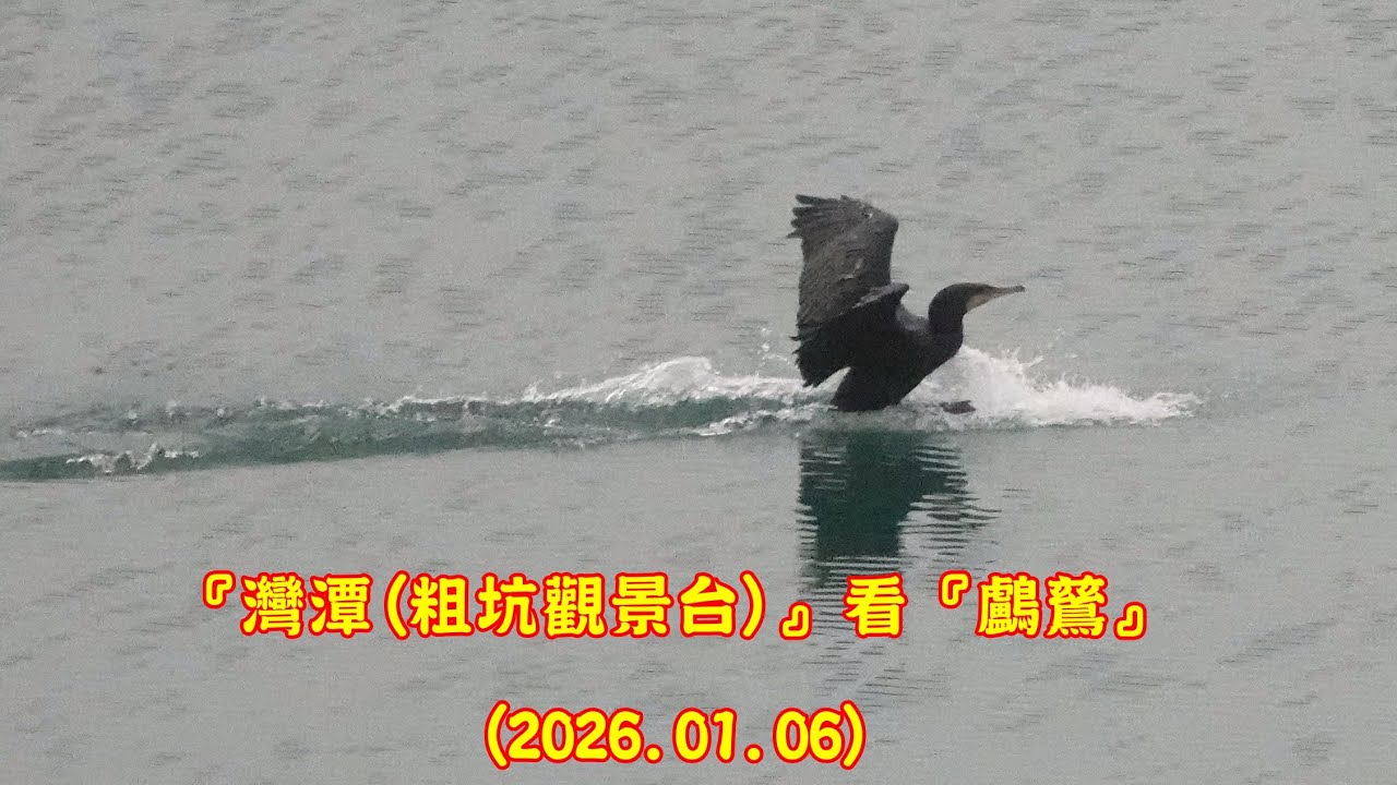 『新店。灣潭(粗坑觀景台)』偶遇一群『鸕鶿』. . . (2026.01.06) . . . RX10m4