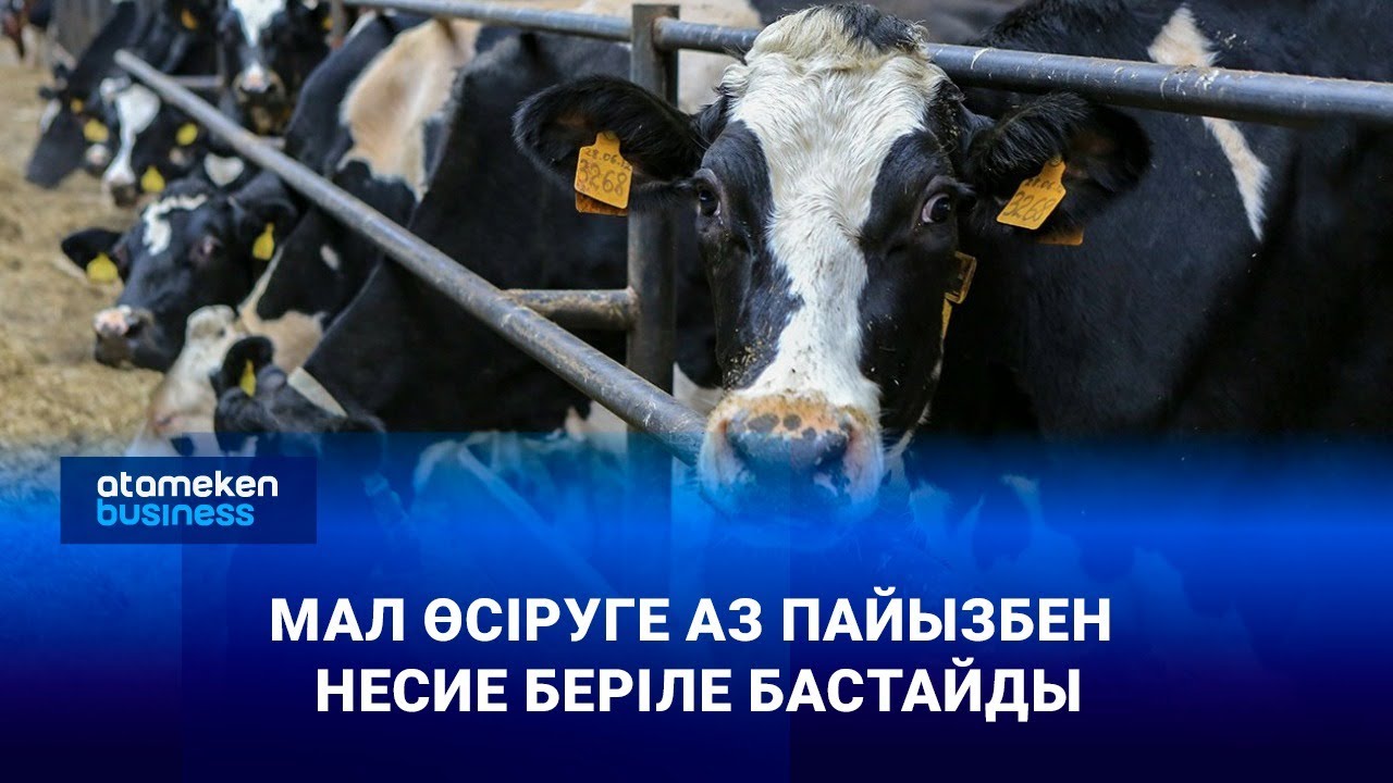Мал өсіруге аз пайызбен несие беріле бастайды
