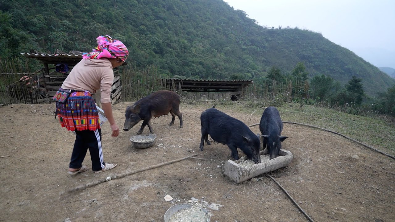 Tìm lợn Tết ở bản Làng Tống nuôi trên đỉnh núi ngày một bữa lông dài ngoằng đi bộ gần tiếng mới đến