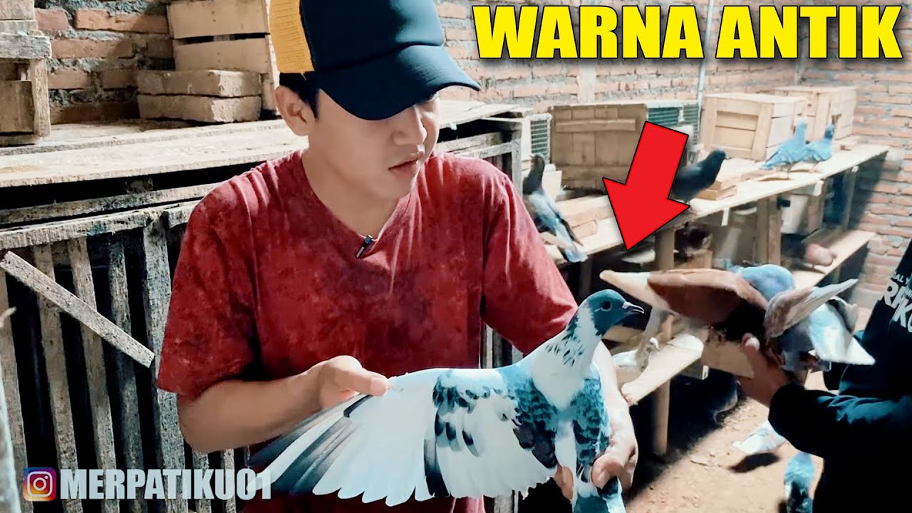 JAJAN BURUNG MERPATI #1