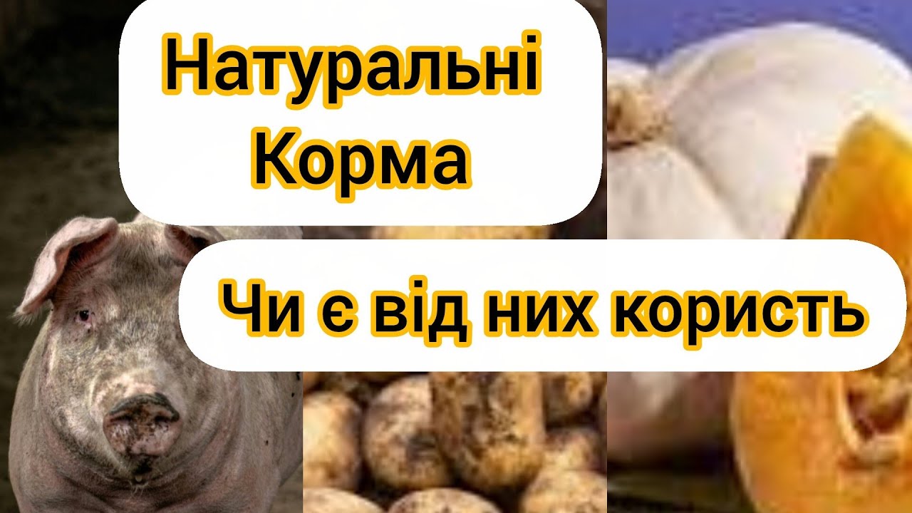 ВІДГОДІВЛЯ СВИНЕЙ. ЧОГО ВОНО ВАРТЕ