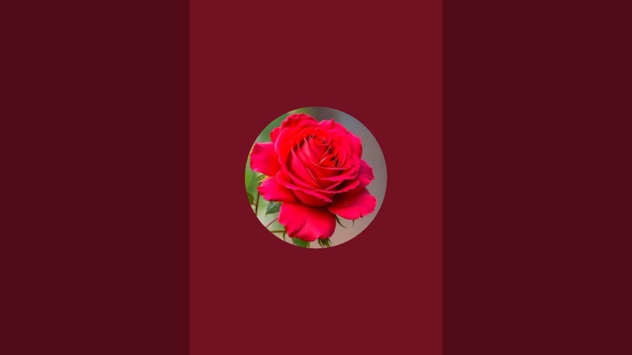 Red Rose is live!