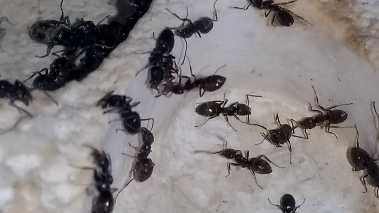 Fourmis Tapinoma erraticum