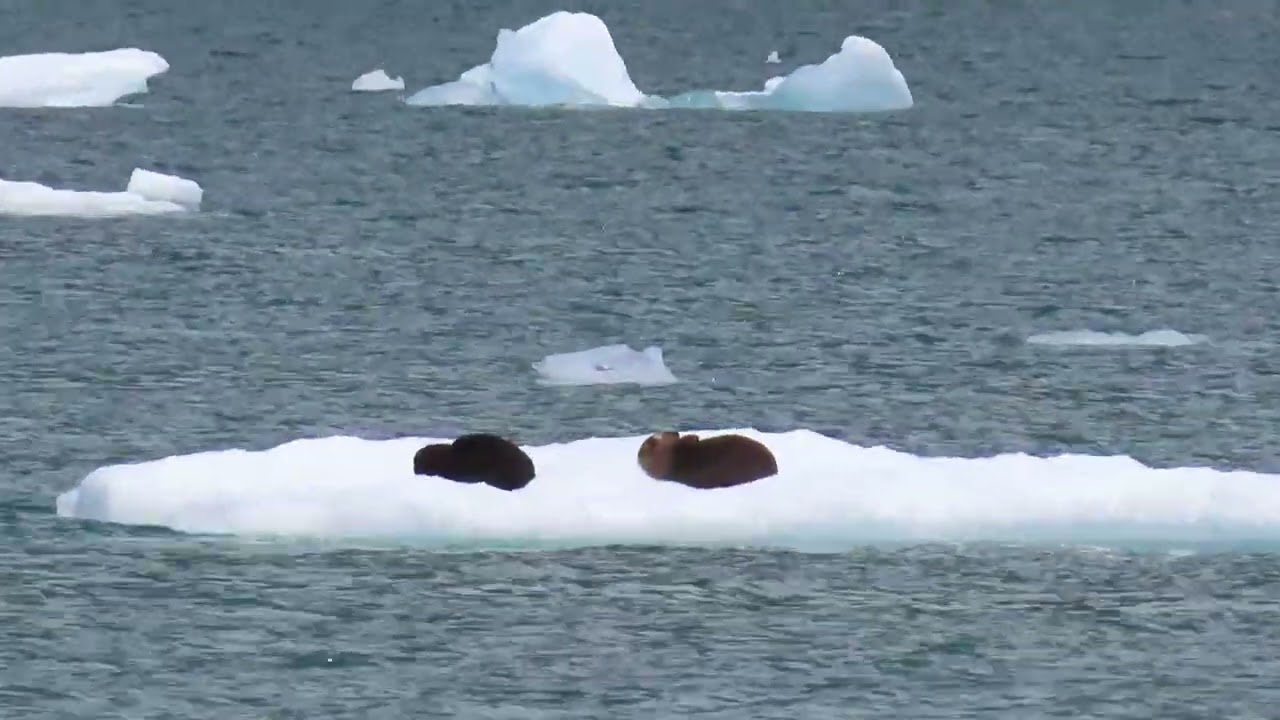 Lu Lu Belle Glacier Wildlife Cruise, Valdez, Alaska, July 27, 2024