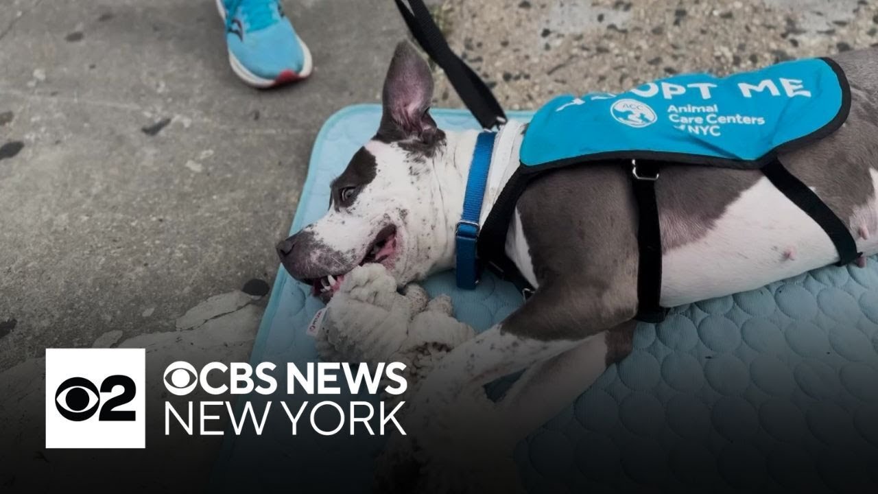Animal Care Centers of NYC say adoptions, fosters are desperately needed