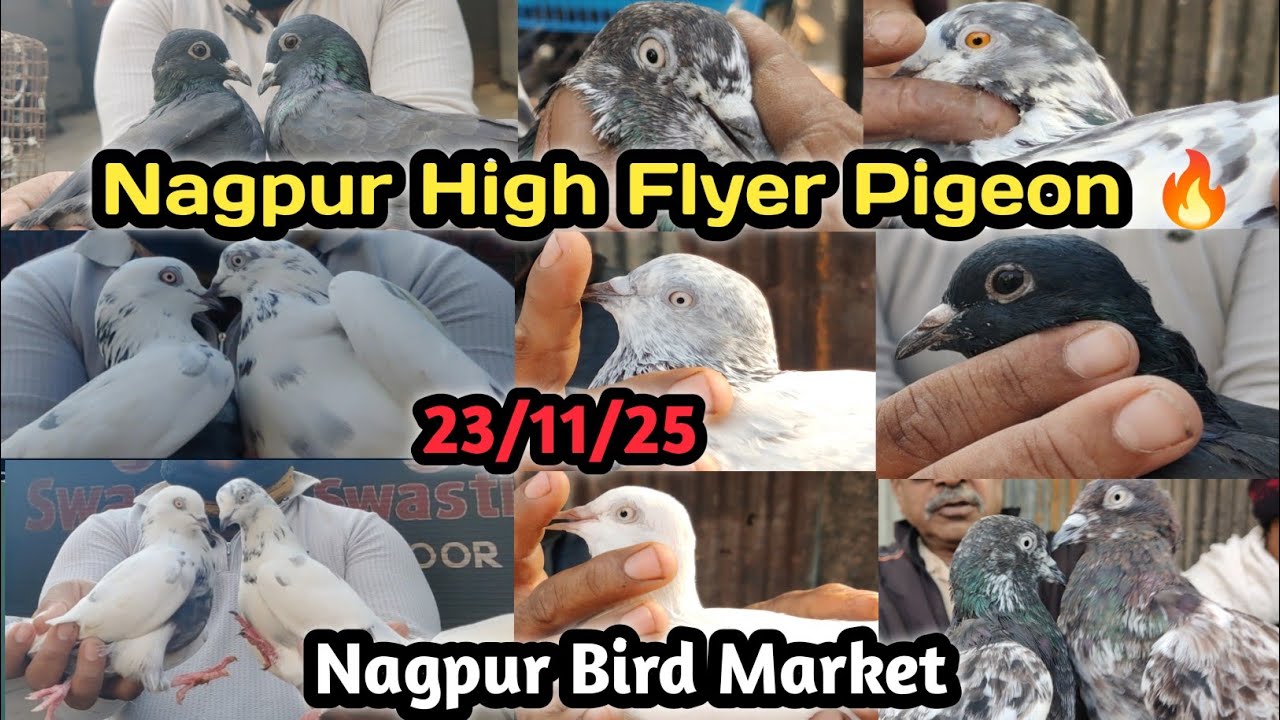 23.11.25 ka high flyer pigeon market in Nagpur 💥 नागपूर कबूत्तर बाजार 💥 Bird Market Nagpur 