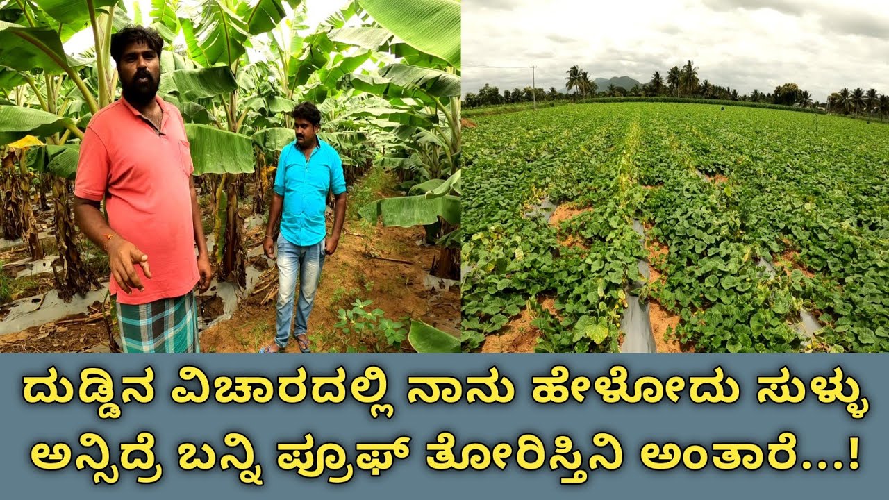 ರೈತ ಯಾಕೆ ಲಾಸ್ ಆಗ್ತಾನೆ ಎರಡು ತಿಂಗಳಿಗೆ ಹತ್ತತ್ರ 6 ಲಕ್ಷ ದುಡಿತೀನಿ.. ಬಾಳೆಲ್ಲೂ ಕೂಡ ಲಕ್ಷ ಲಕ್ಷ ಬರುತ್ತೆ ಕೃಷಿ..