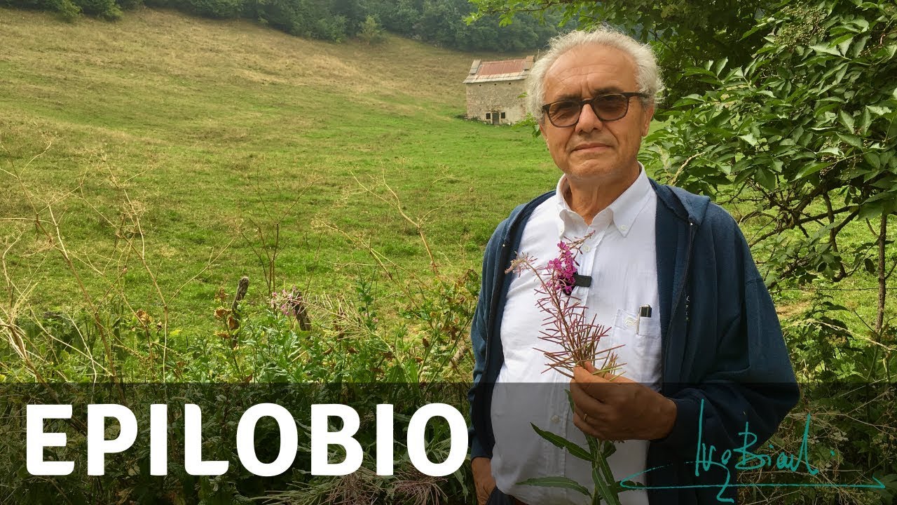 Epilobio, pianta di prevenzione e cura dell&rsquo;Ipertrofia Prostatica