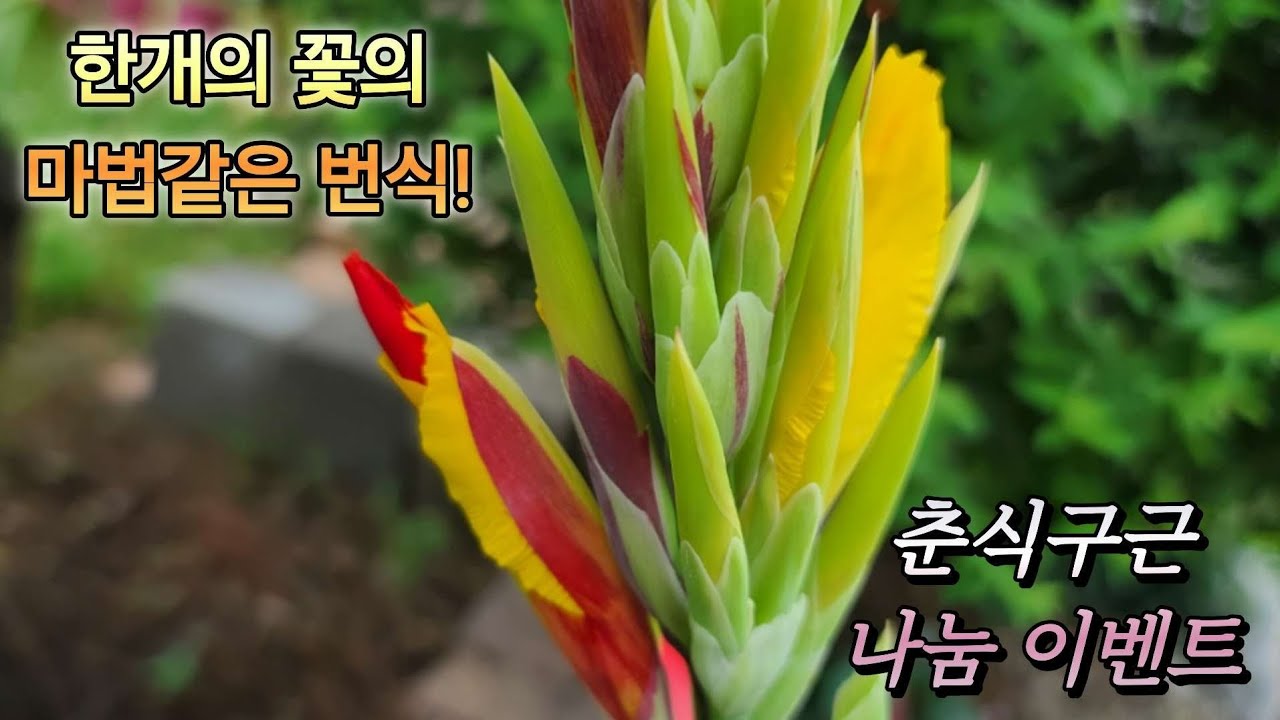 KJ가드닝#25_51/🌟나눔 이벤트 🌟춘식구근 몇십배 늘리기#클레오파트라 칸나 #식물들의 월동준비