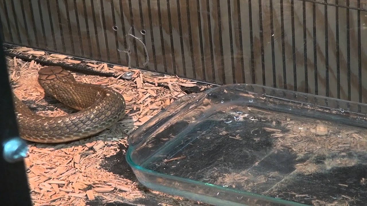 Elvis Furlough & Curious Forest Cobra