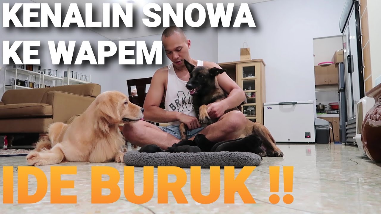 SNOWA VS ANUBIS! NGERII.. ANUBIS PROTEKTIF BGT SM WAPEM!