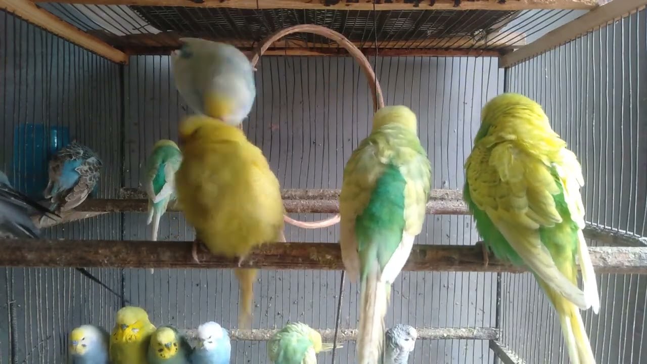 🐤セキセイインコはどっちを選ぶ？