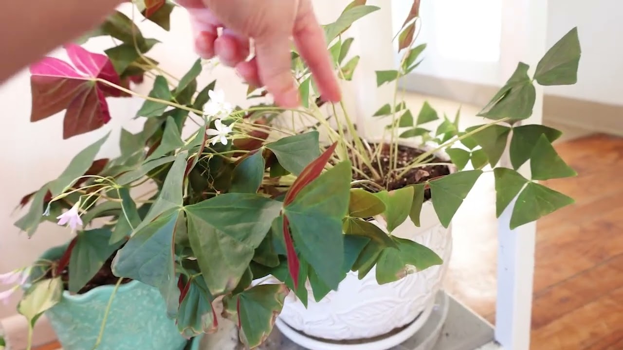 Oxalis triangularis| Three-leaf Clover, False Shamrock