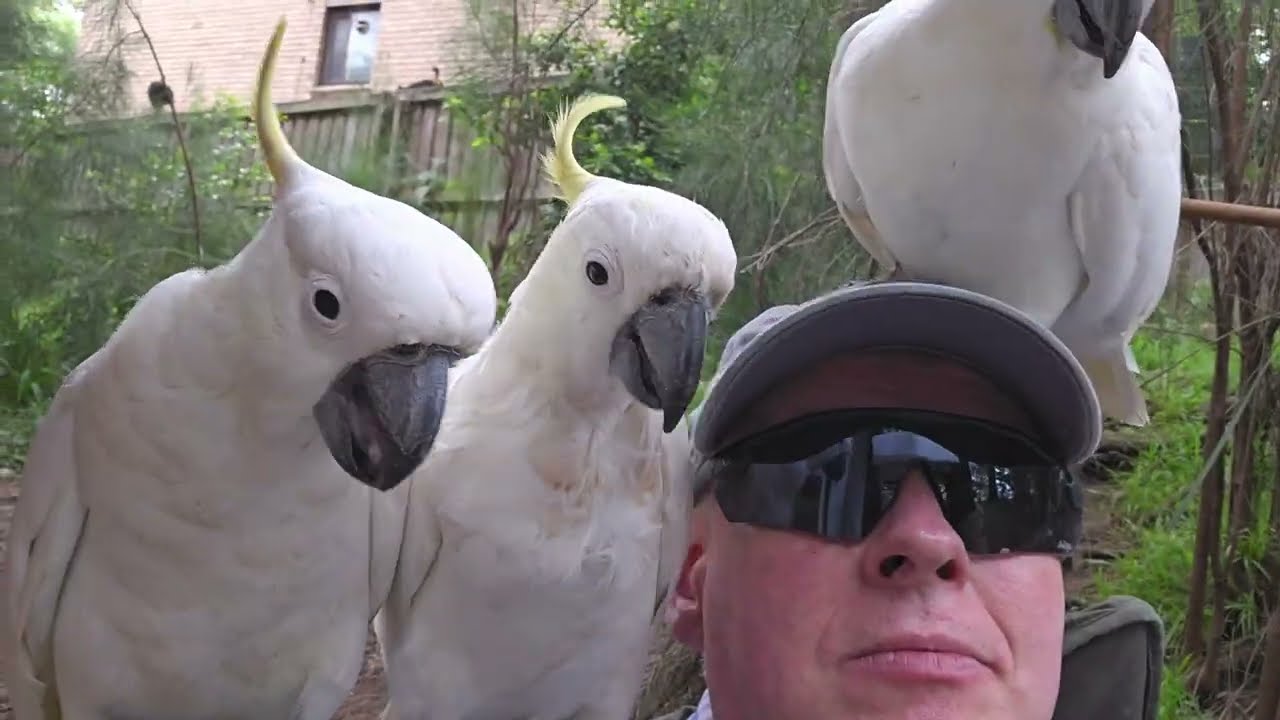 FootBirb, Lizzie, and Pip, the wild Aussie cockatoos 