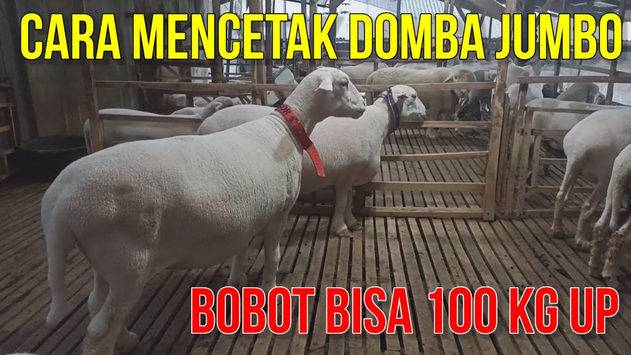 CARA MENCETAK DOMBA JUMBO BOBOT BISA 100 KG UP
