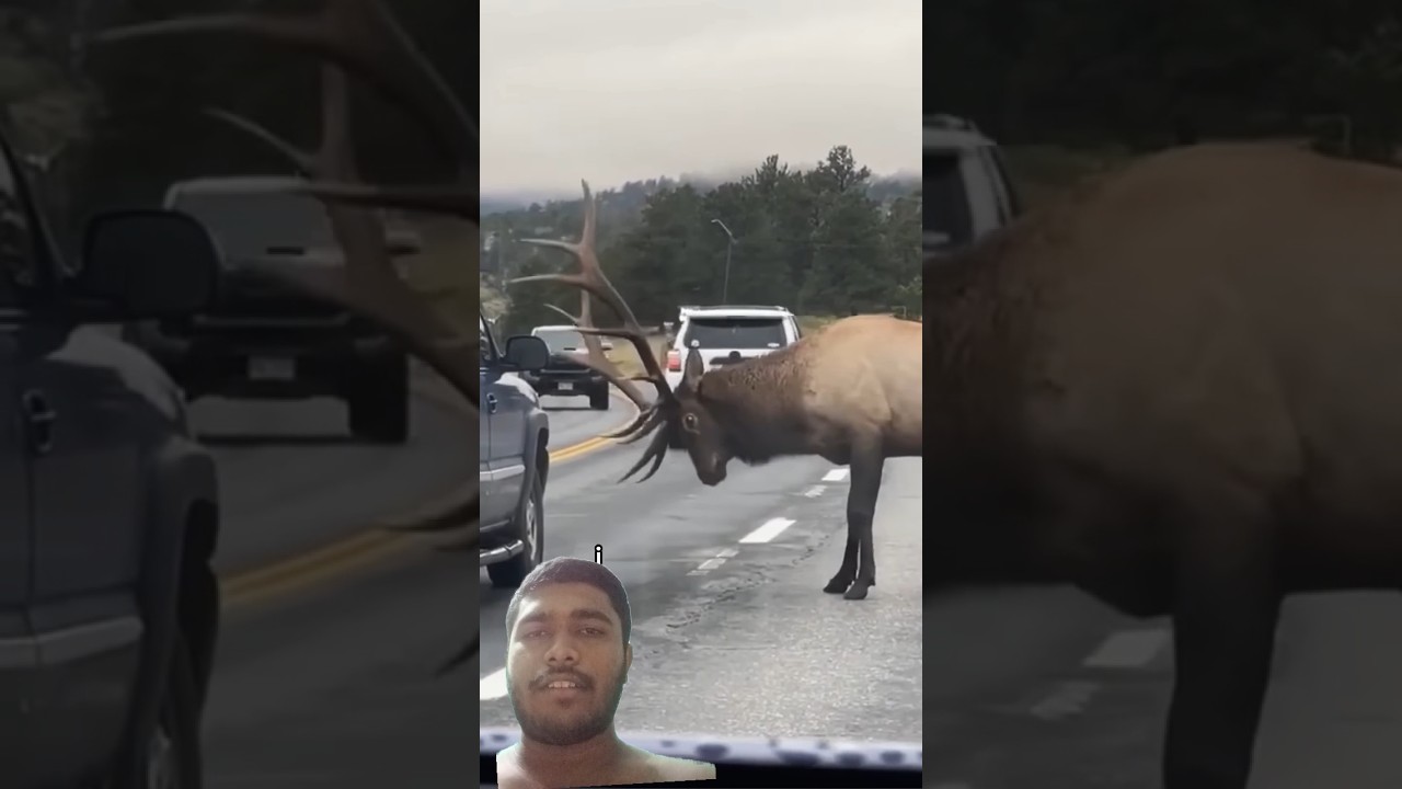 Moose Crying with Fear 💕🔥✨ 