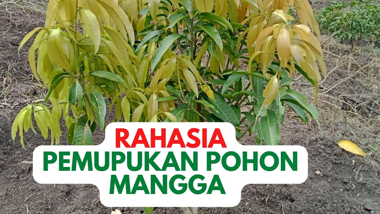 Cara Pemupukan Mangga di Tanah Agar Berbuah Lebat