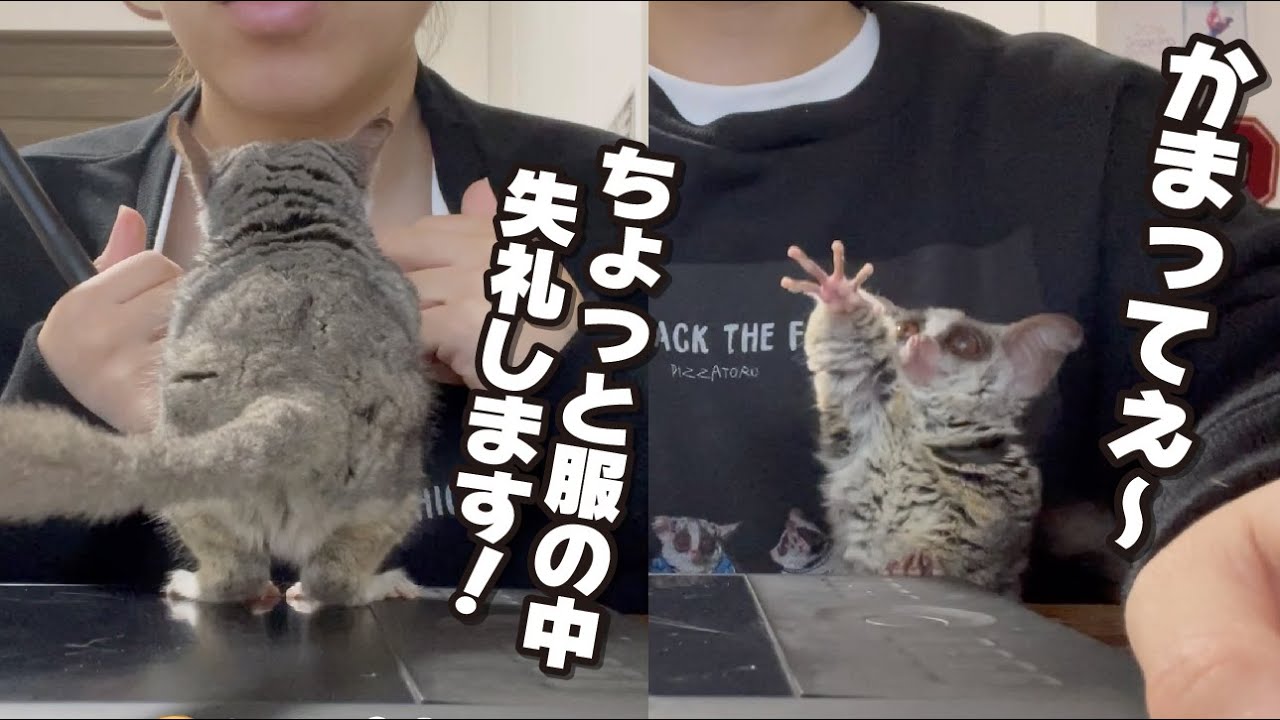 構って欲しい仕草が可愛すぎるお猿 A monkey that wants its owner to care