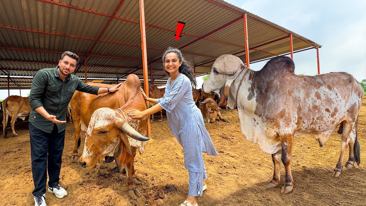 नौकरी छोड़ बनी गौपालिका😱Ft. Kinaya Farms Jaipur