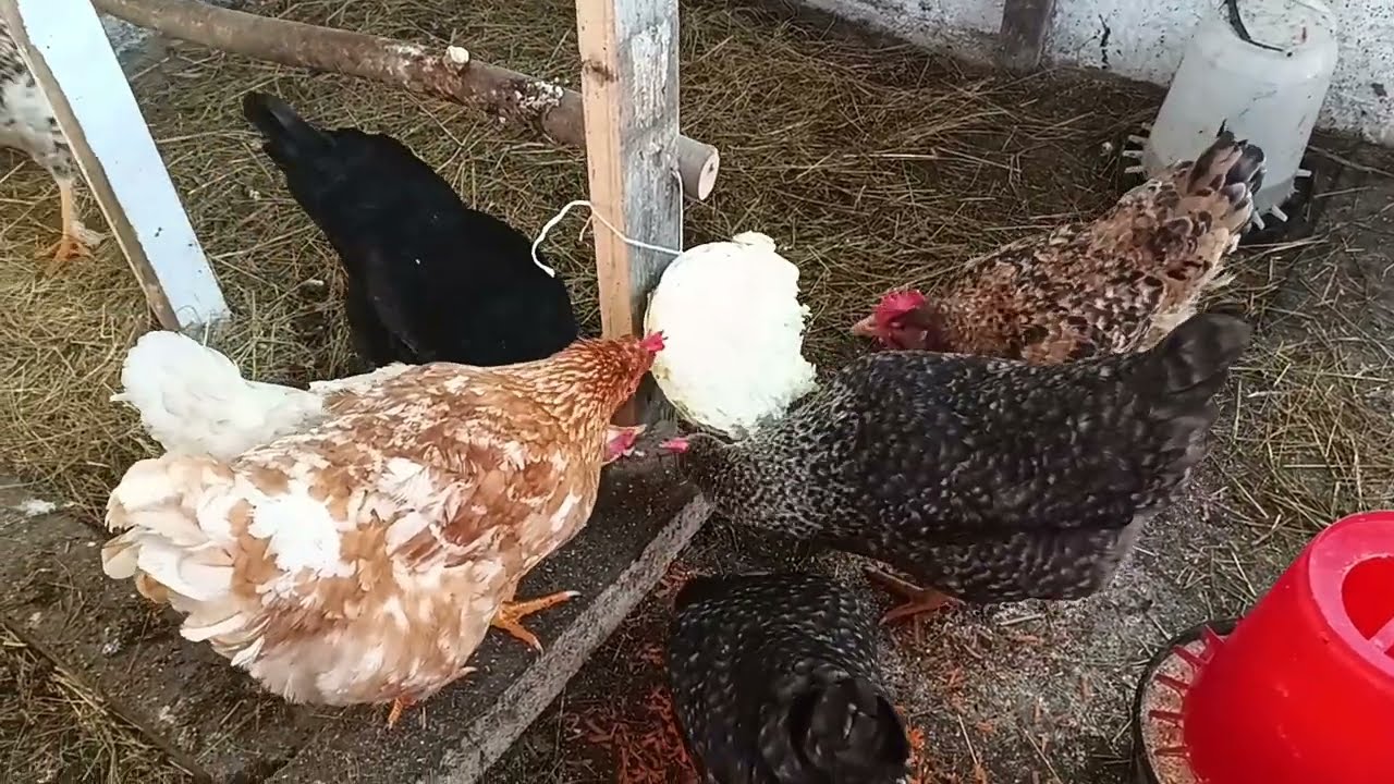 Obezitatea la găini în perioada de iarnă.