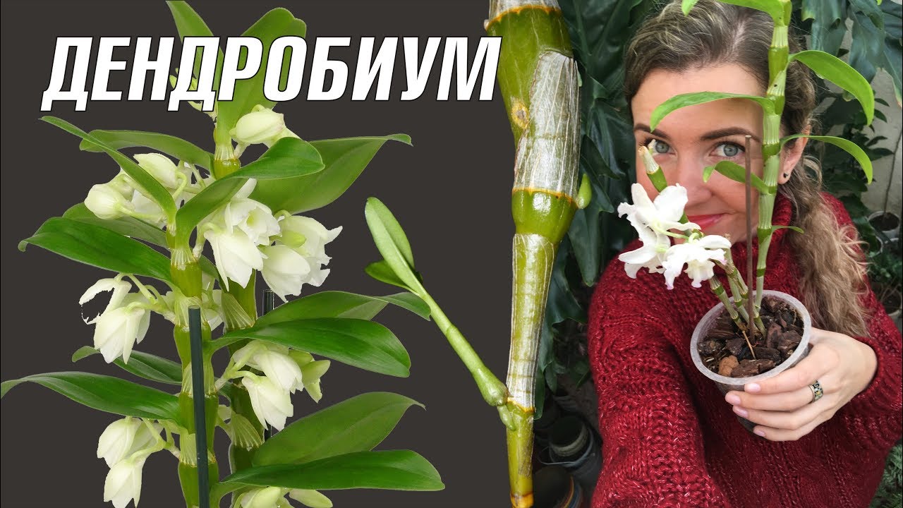 ОРХИДЕЯ ДЕНДРОБИУМ НОБИЛЕ  уход в домашних условиях 🌸 Dendrobium nobile