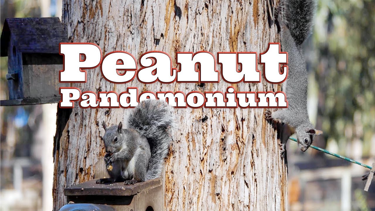 Peanut Pandemonium: Squirrels Squabble for Supremacy