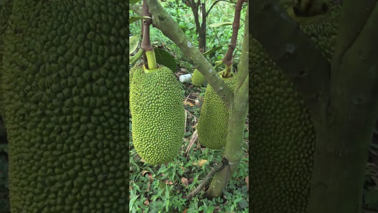 🥰🤩Thoi tiet khong thuan loi-bien phap lam giam thui trai-thui cuon😜😜😜