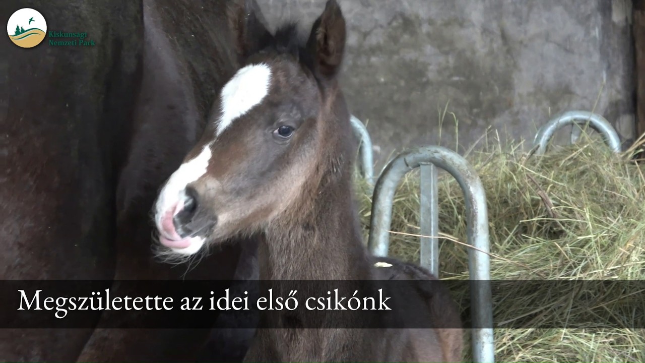 Megszületett Igazgatóságunk idei első csikója