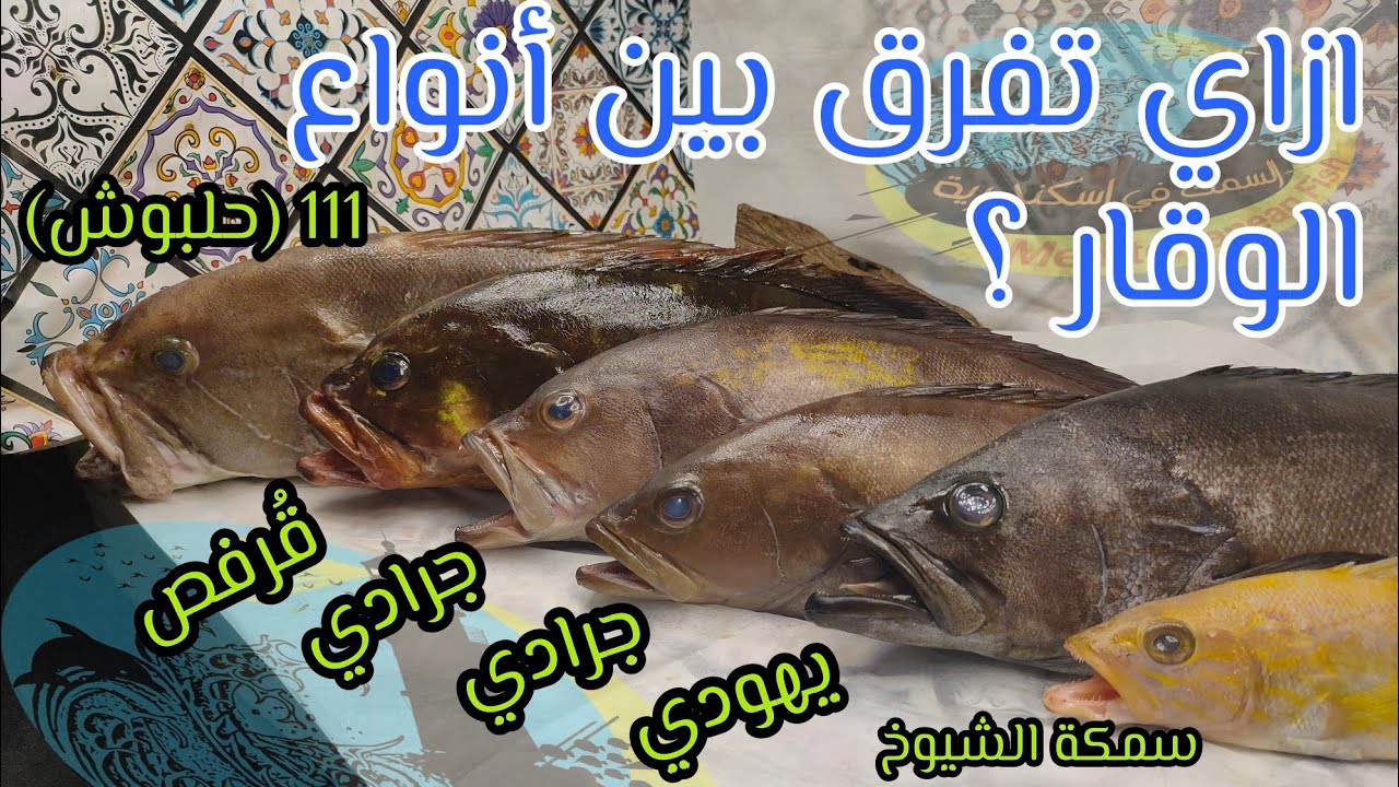 الفرق بين انواع الوقار في البحر المتوسط 😎