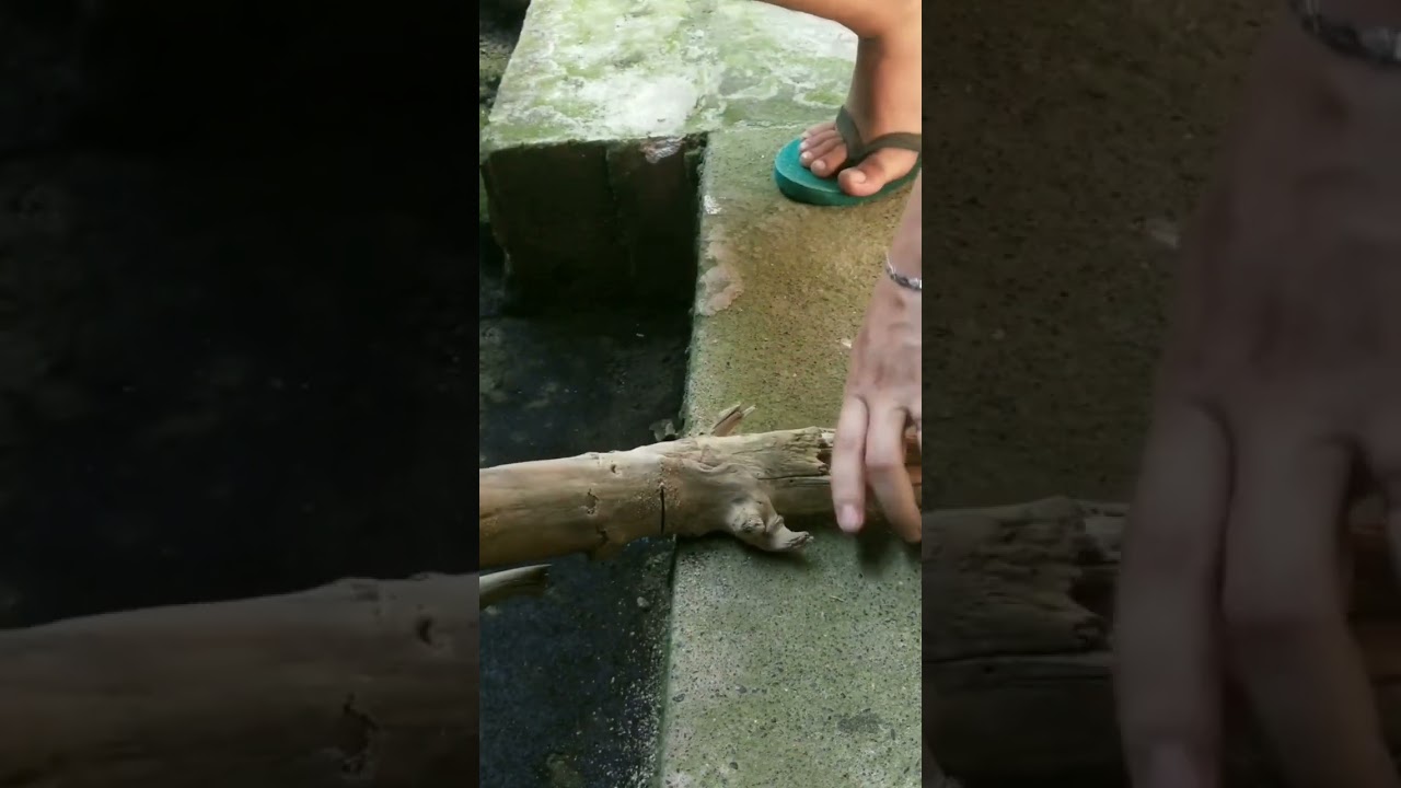 DIY DRIFTWOOD for Aquascape