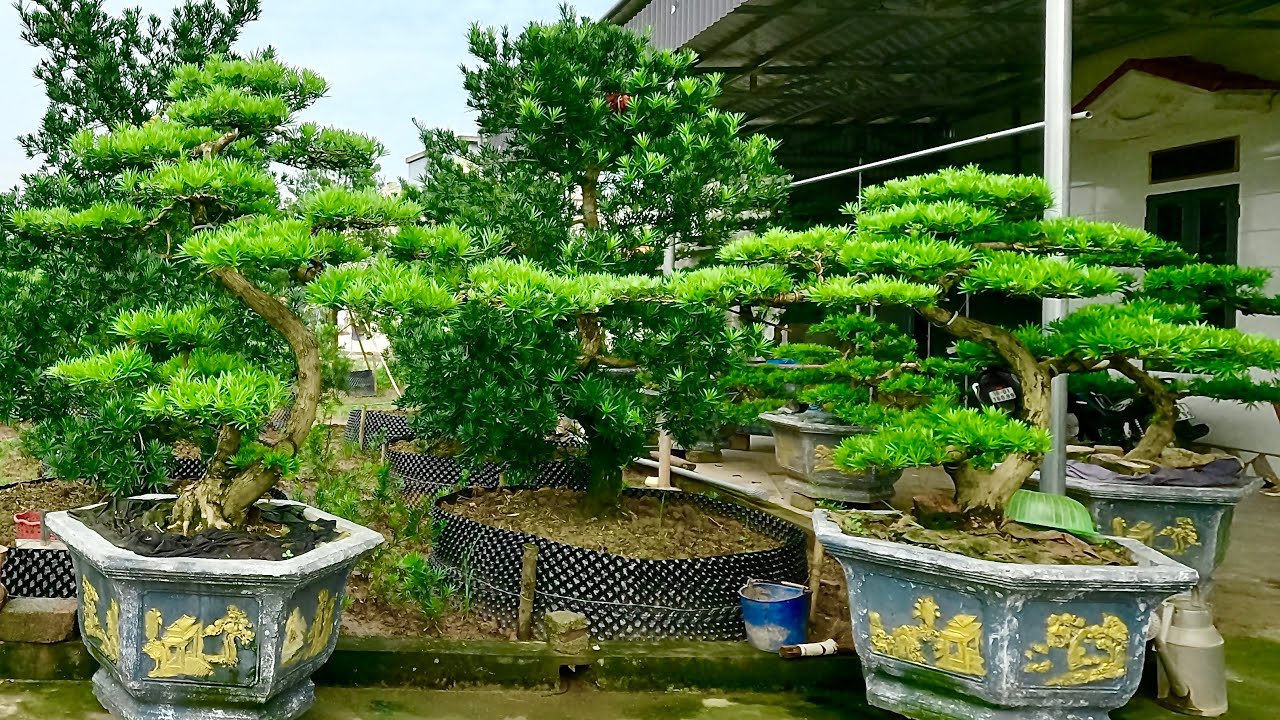 Tùng la hán dáng long | Giá: 5-8tr/ cây | Tùng la hán Nam Định