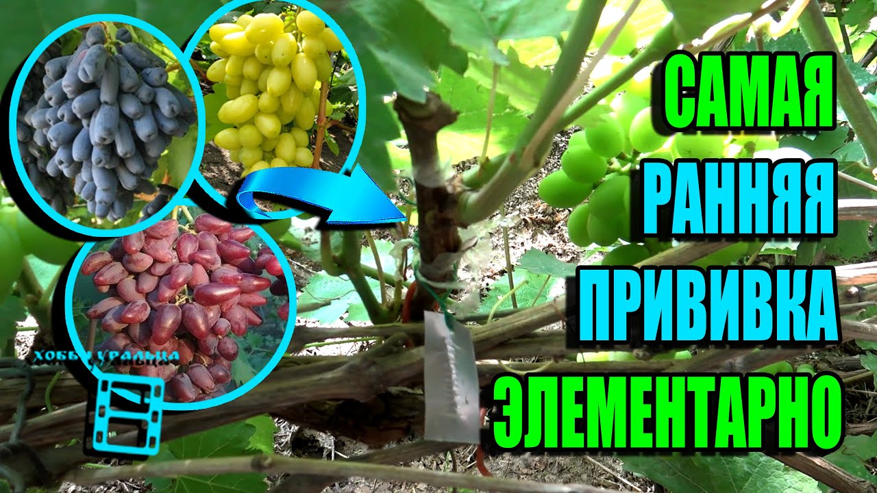САМАЯ РАННЯЯ ПРИВИВКА ВИНОГРАДА - ЧЕРНЫМ В ЧЕРНОЕ (ГЛАЗОМ ИЛИ В РАСЩЕП). СЕВЕРНЫЙ ВИНОГРАДНИК 22-14