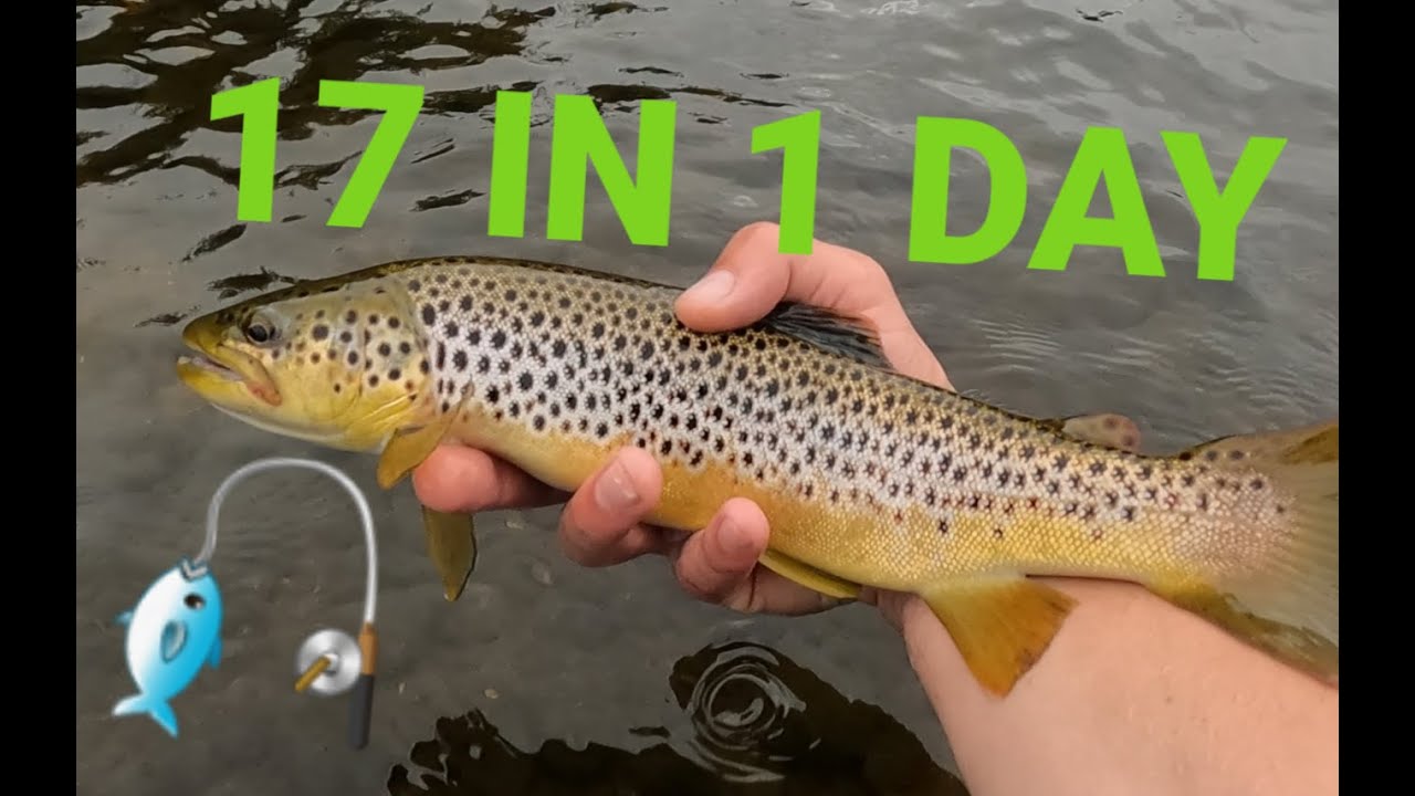 Trout Season Closed!!! | Lure Trout Fishing UK River | Insane Trout Fishing!!!