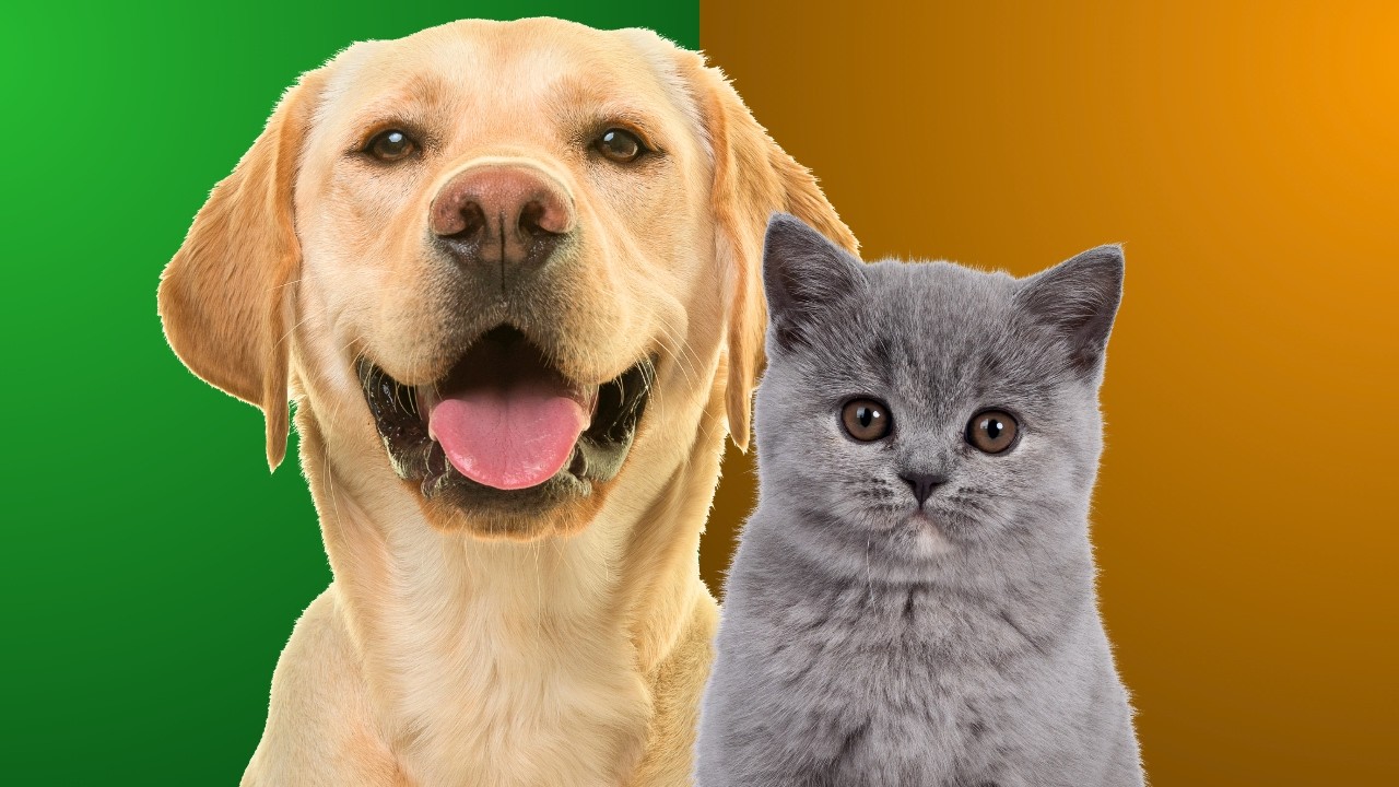 How Cats and Dogs See the World