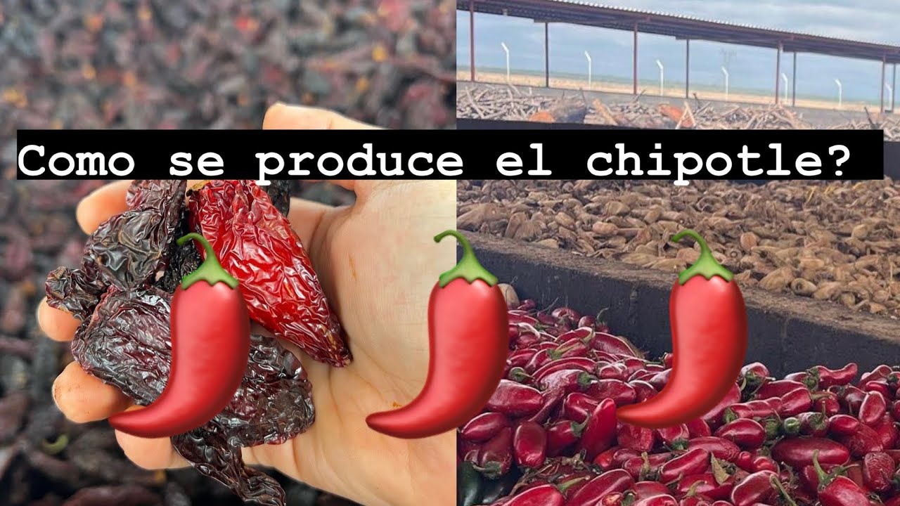 &iquest;Como se produce el chipotle ? / how chipotle is produced ?