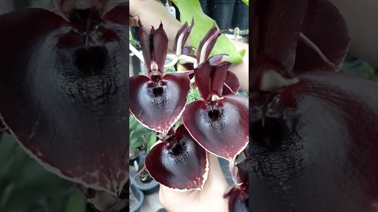 Orquídeas Catasetum  - Orquidário Bresca