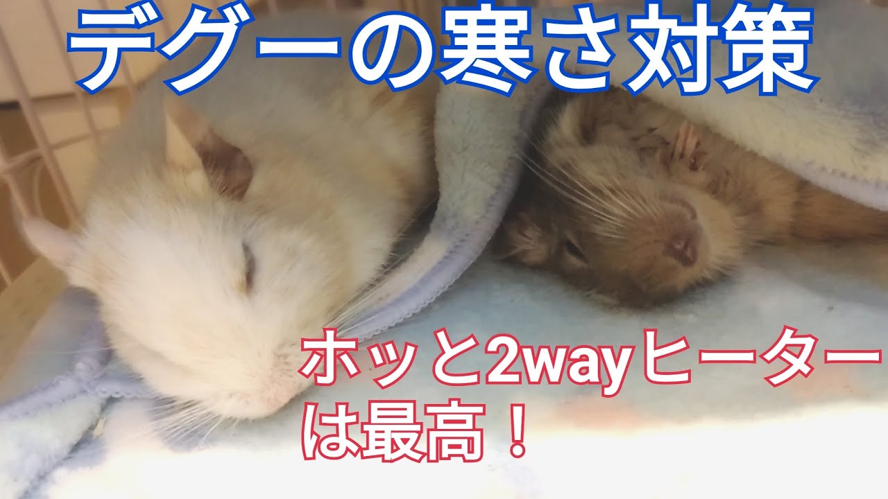 デグーの寒さ対策！ホッと2wayヒーターが最高