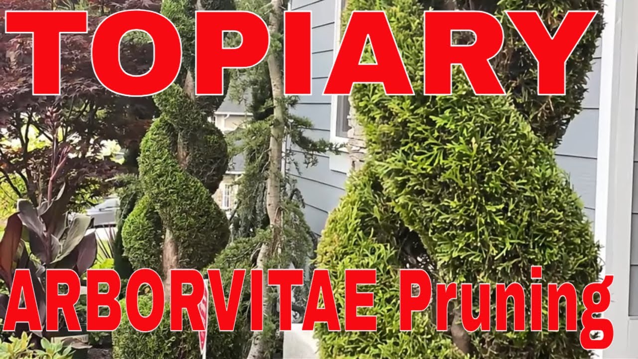 🌳 Топиарная обрезка туи изумрудно-зелёного цвета | Как сформировать деревья с двойной спиралью