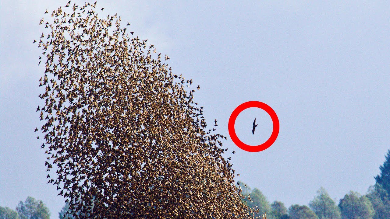 O Poder Dos Números No Reino Animal