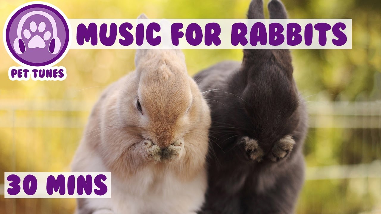 Music for Rabbits! Relaxing and Soothing Music for bunny Rabbits!