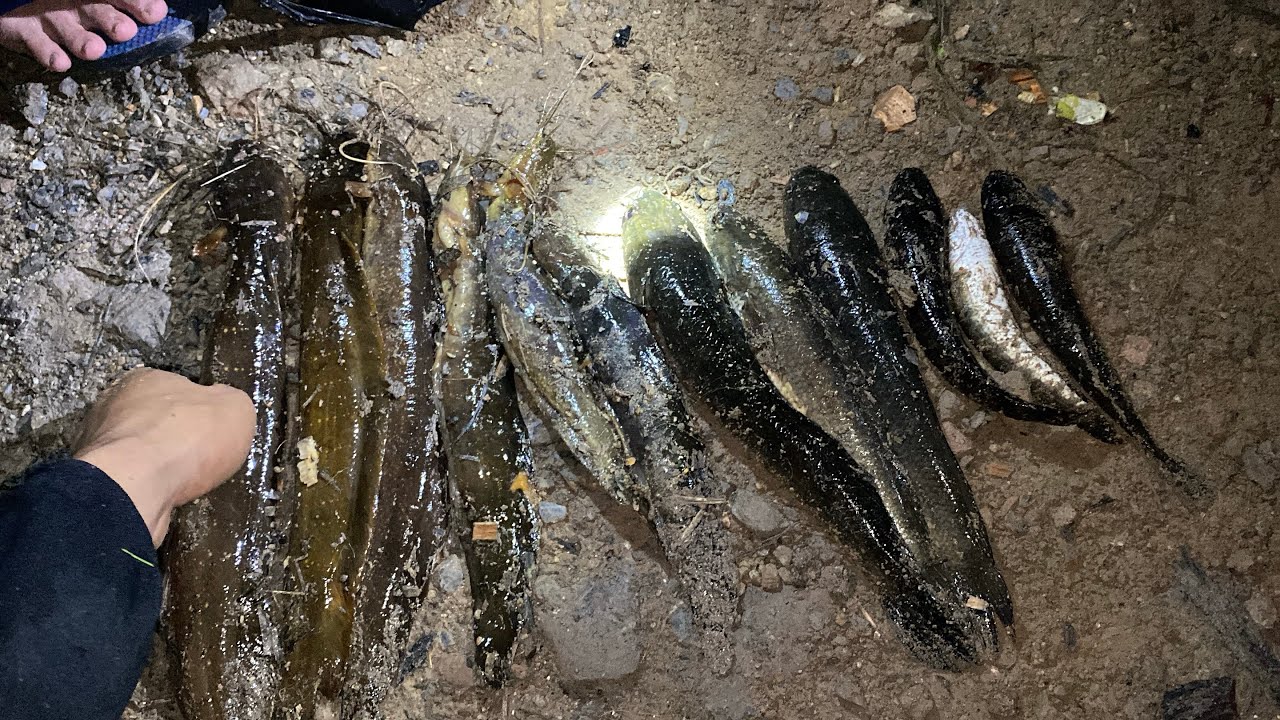 BERBURU LELE DISAWIT DAN LANGSUNG MASAK DI TEMPAT #fypシ゚viral #bocahpetualang #fyp #kalimantan 
