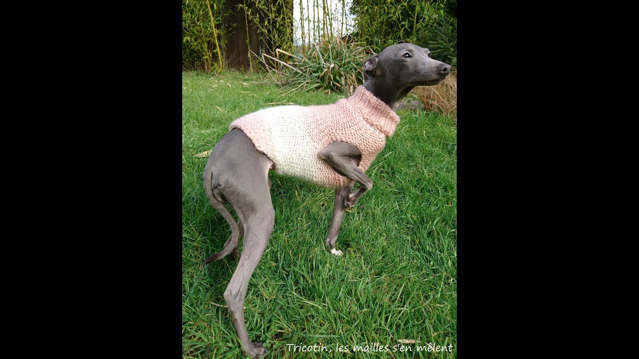 Réaliser un pull pour petit chien au tricotin circulaire
