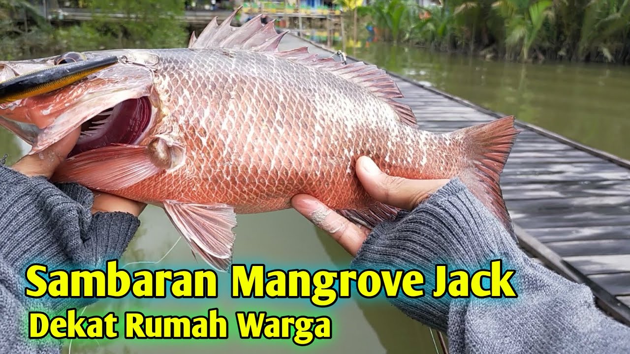 Casting di Belakang Rumah Warga Dapat Ikan Mangrove Jack / MJ