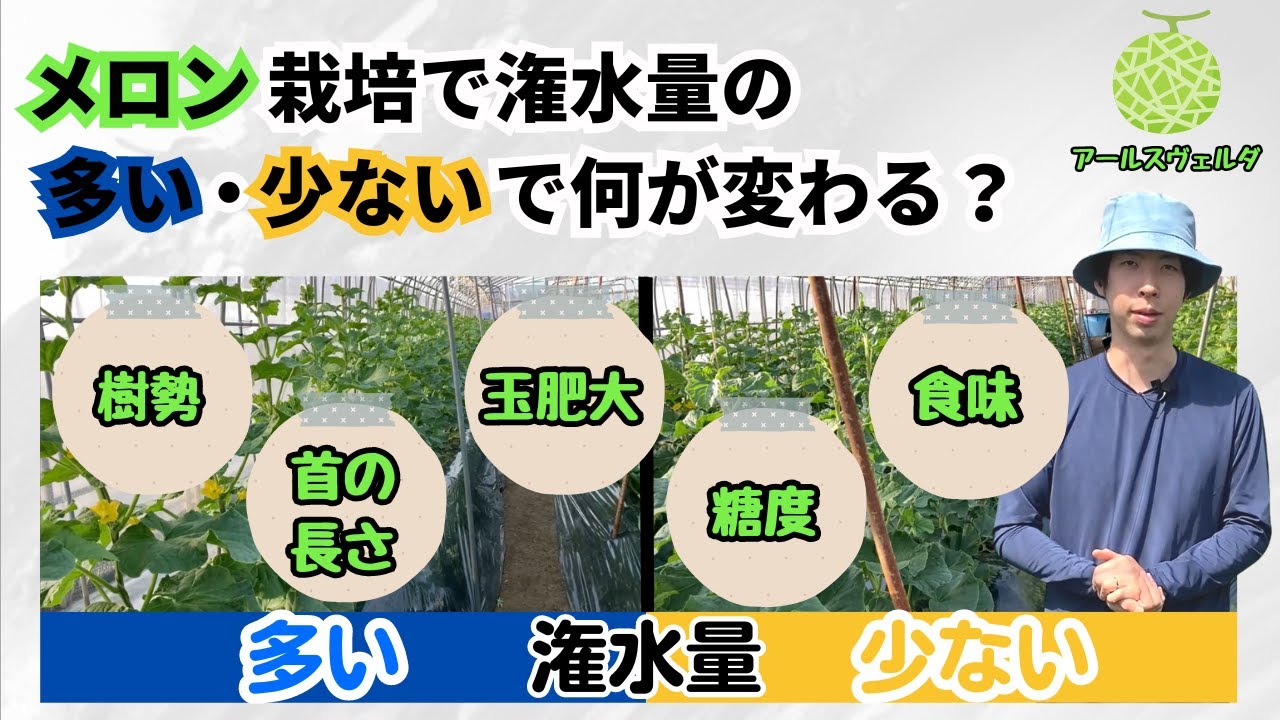 【肥大は？糖度は？】メロン栽培で潅水の量を変えると何が変わるのか調査しました！