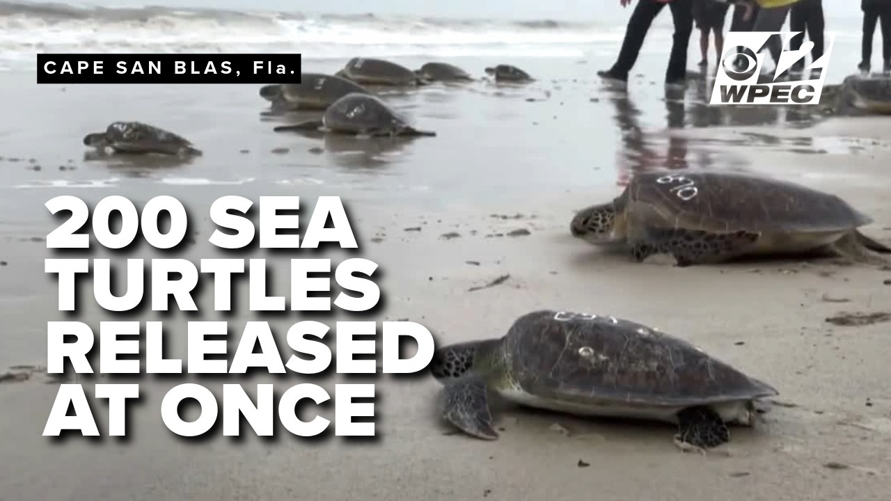 200 rehabbed sea turtles return to the Gulf after Florida cold snap