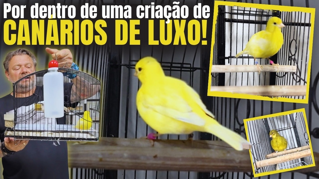 O CANÁRIO MAIS BONITO DO BRASIL ESTÁ AQUI! 🏆🐤