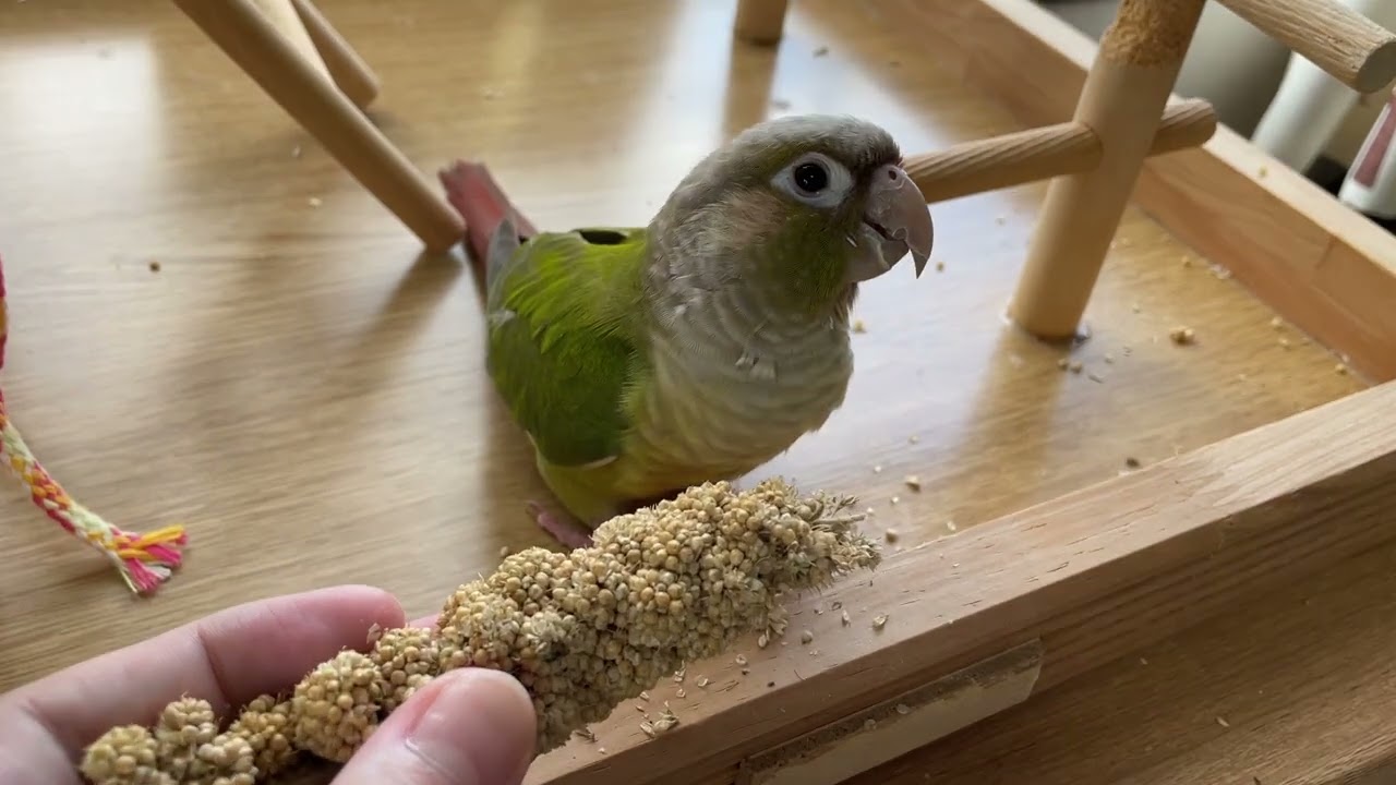 食べ方が雑なウロコインコ
