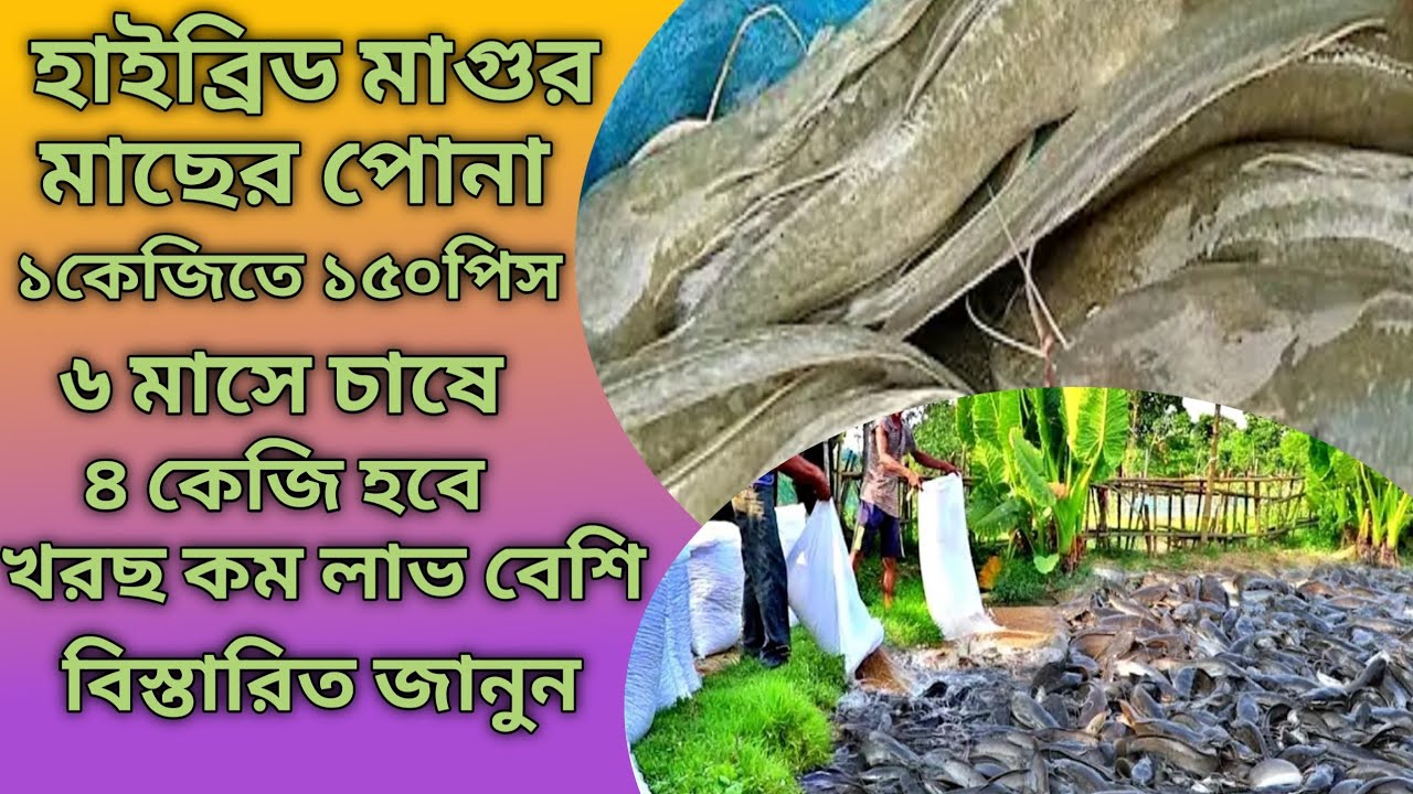 অরিজিনাল হাইব্রিড মাগুর মাছের পোনা ১কেজিতে ১৫০ পিস। হাইব্রিড মাগুর মাছের পোনার দাম জানুন